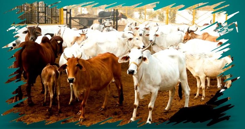 Gau Seva & Animal Care